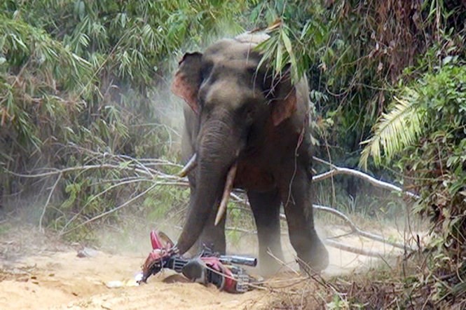 &quot;Soi&quot; loai voi Hai Ba Trung tung cuoi, dung nhieu trong chien tranh VN-Hinh-3